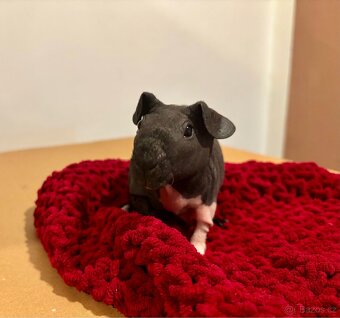 Skinny samičky s PP - 7