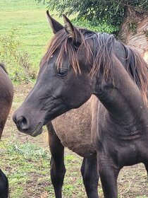 Plnokrevný arab - Připouštění- zapůjčení na sezónu 2026 - 7