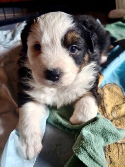 Štěňátka Australský ovčák - 7