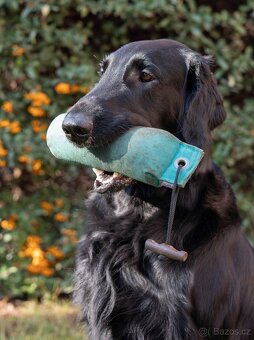 ŠTĚŇATA FLAT COATED RETRIEVER - CHS YnnaBBlack - 7