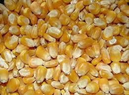 Šrot, pšenice, ječmen, kukuřice, šrot mix, krmné směsi - 7