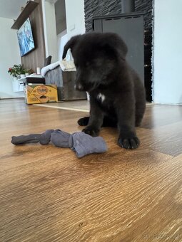 Německý ovčák Štěnata - 7