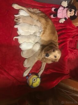 Štěňata Zlatý Retrivr - 7