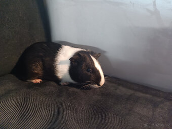 Malá morčata z domácího chovu (i jednotlivě) - 7