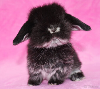 Zakrslý hřívnatý beránek sameček s VP . - 7