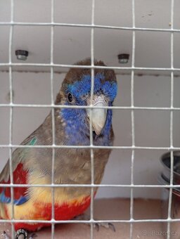 Papoušek rudobřichý - 7