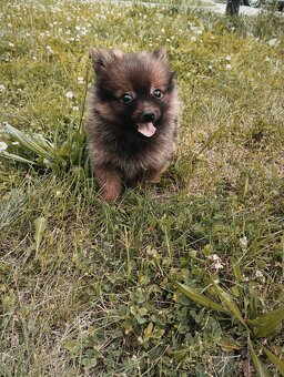 Pomeranian bez pp - 7