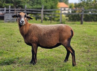 Ovečka Dorper x Kamerunka - 7