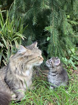 Kotě mainské mývalí - 7