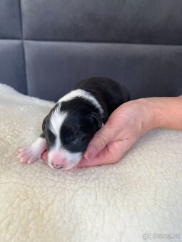 Štěňata Border Kolie s PP - 7