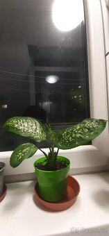 Prodám pokojové rostliny - 7
