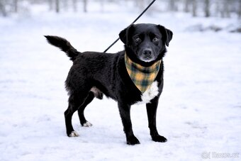 Columbo hledá domov - 7