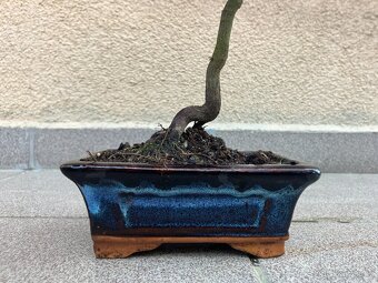 Bonsai, Bonsaj, japonský javor, skalky - 7