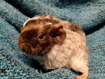 Morče,2 kluci, dalmatin NS - 7