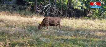 Prodej, stavební pozemek 2.490 m2, Strašín, Lazny - 7