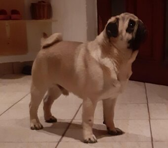 Mops šteniatka s PP - 7