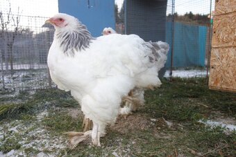 Brahmanka velká - 7