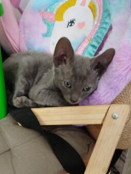 Cornish rex koťátka - 7