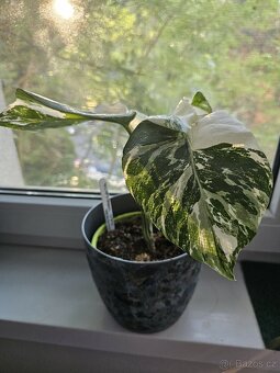 Monstera albo variegata - 7