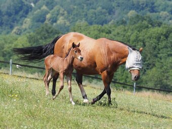 Quarter Horse 2,5 ročná kobylka - 7