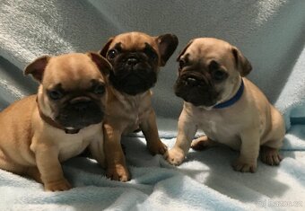 Francouzský buldoček s PP - 7