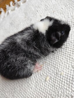 Morče / US Teddy sameček - 7