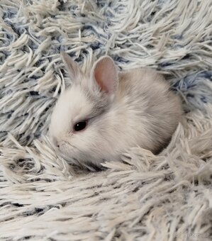 Zakrslý krátkouchý s VP - 7