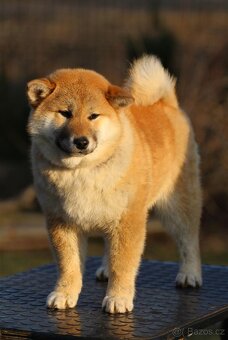 Shiba Inu s PP FCI - 7