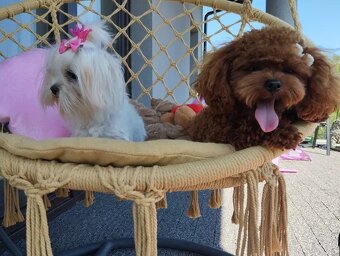 Maltipoo štěňátka - 7