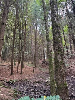 Prodám lesní pozemek v k.ú. Štiptoň - 7