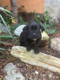 Štěňátka Cane Corso - 7