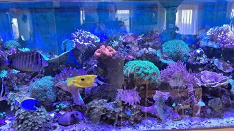 Mořské akvárium - 7