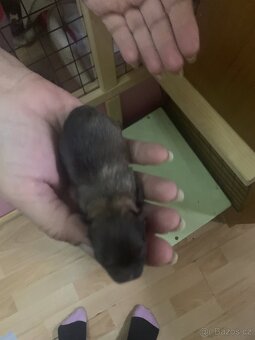 Štěňátka pomeranianu - 7