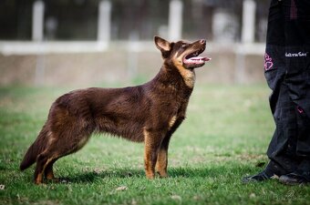 Australská kelpie - 7