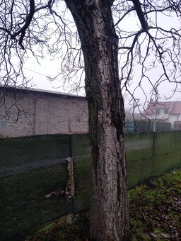 Ořechové dřevo zdarma - 7