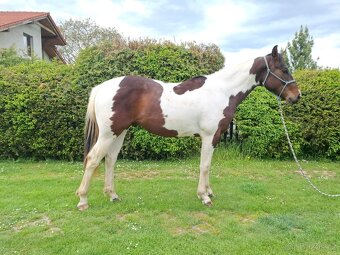 Paint horse valach 2 roky - 7