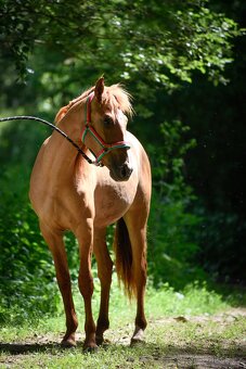 Lusitano PSL EXKLUZIVNÍ Povaha - 7