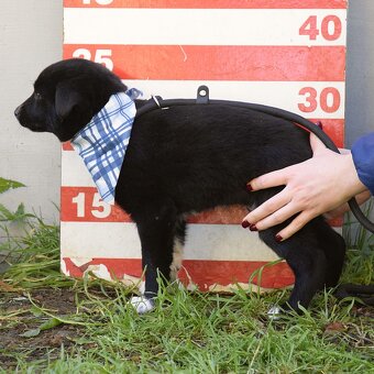 🐾 BIM – malé sluníčko, které čeká na svůj domov - 7