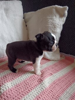 Bostonský teriér - 7