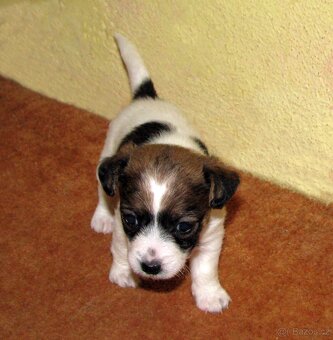 Jack Russell teriér – 2 pejsci + 2 fenky s PP k rezervaci - 7