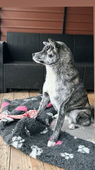 Akita Inu - 7