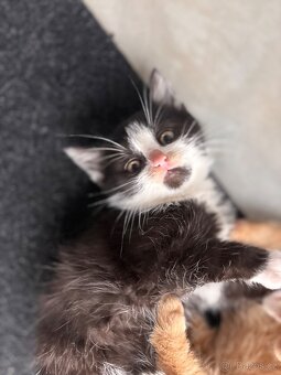 Daruji koťátka - 7