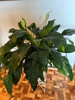 Spathiphyllum – Toulcovku (Lilie míru) - 7