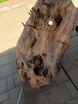 Topolové skořepiny - 7