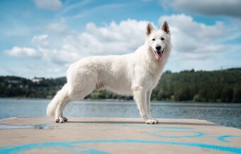 Bílý švýcarský ovčák - 7