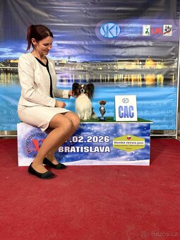 Papillon /krycí pes - 7