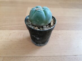 Sbírka 7 kaktusů kaktusy Lophophora a Astrophytum Mexiko USA - 7