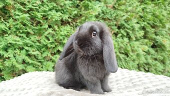 Zakrslý beránek, králíček, králík - JIMMY - 7