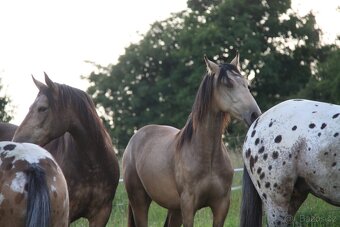 Appaloosa valášek - 7
