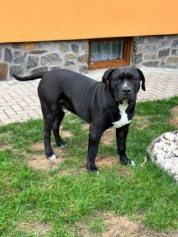 American Bully XL - 7